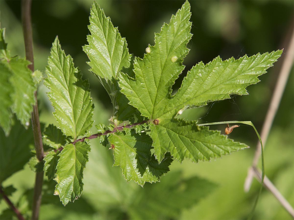 Filipendula ulmaria